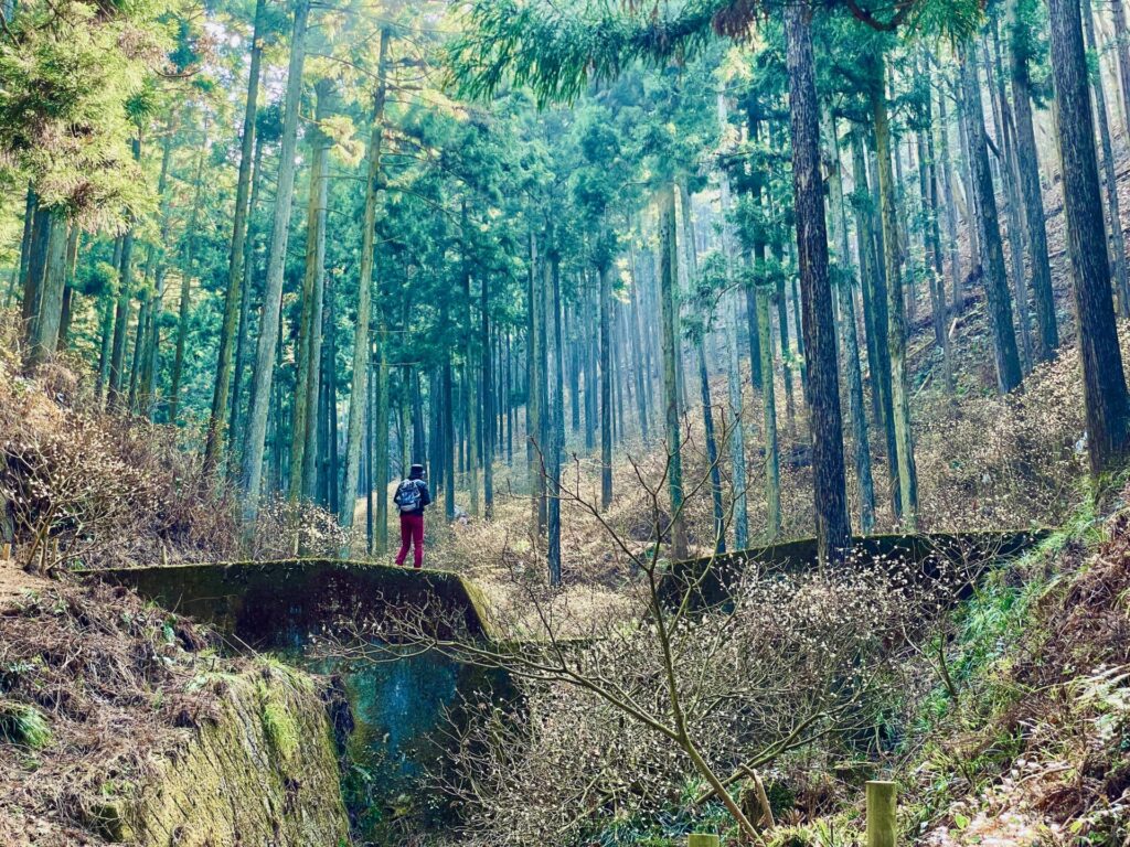 焼森山のミツマタ群生地のアクセスと駐車場について