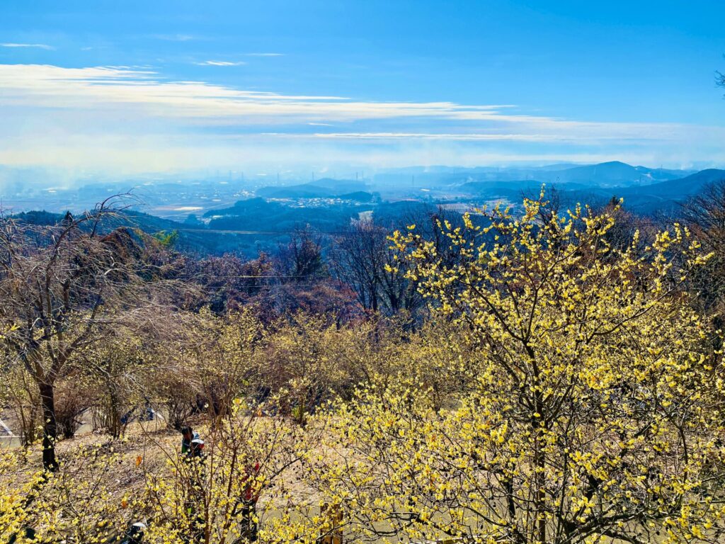 家族で低山登山：栃木・羽黒山のロウバイ鑑賞コース！駐車場やおすすめスポット紹介