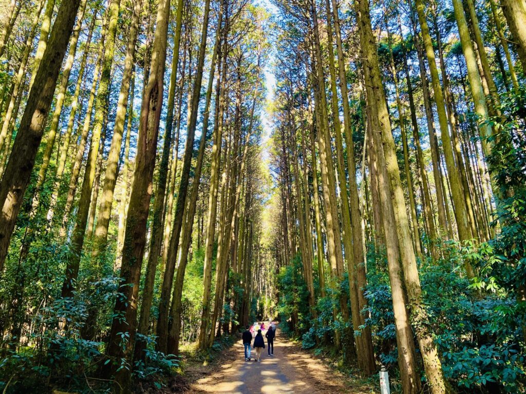 家族で低山登山：栃木・羽黒山のロウバイ鑑賞コース！駐車場やおすすめスポット紹介