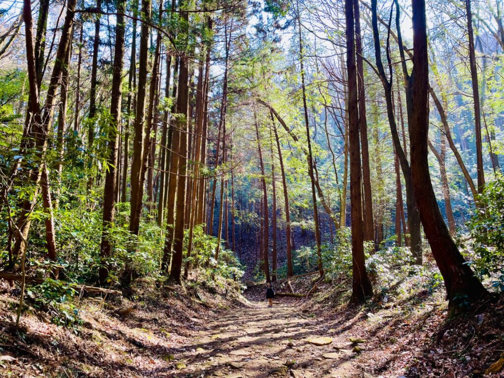 家族で低山登山：栃木・羽黒山のロウバイ鑑賞コース！駐車場やおすすめスポット紹介