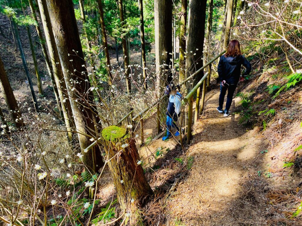 焼森山のミツマタ群生地のアクセスと駐車場について