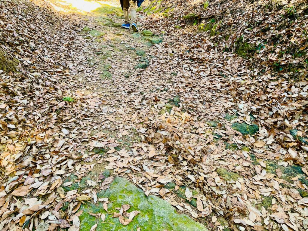 家族で低山登山：栃木・羽黒山のロウバイ鑑賞コース！駐車場やおすすめスポット紹介