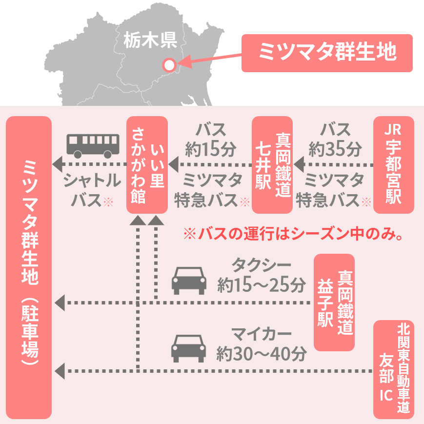 焼森山のミツマタ群生地のアクセスと駐車場について