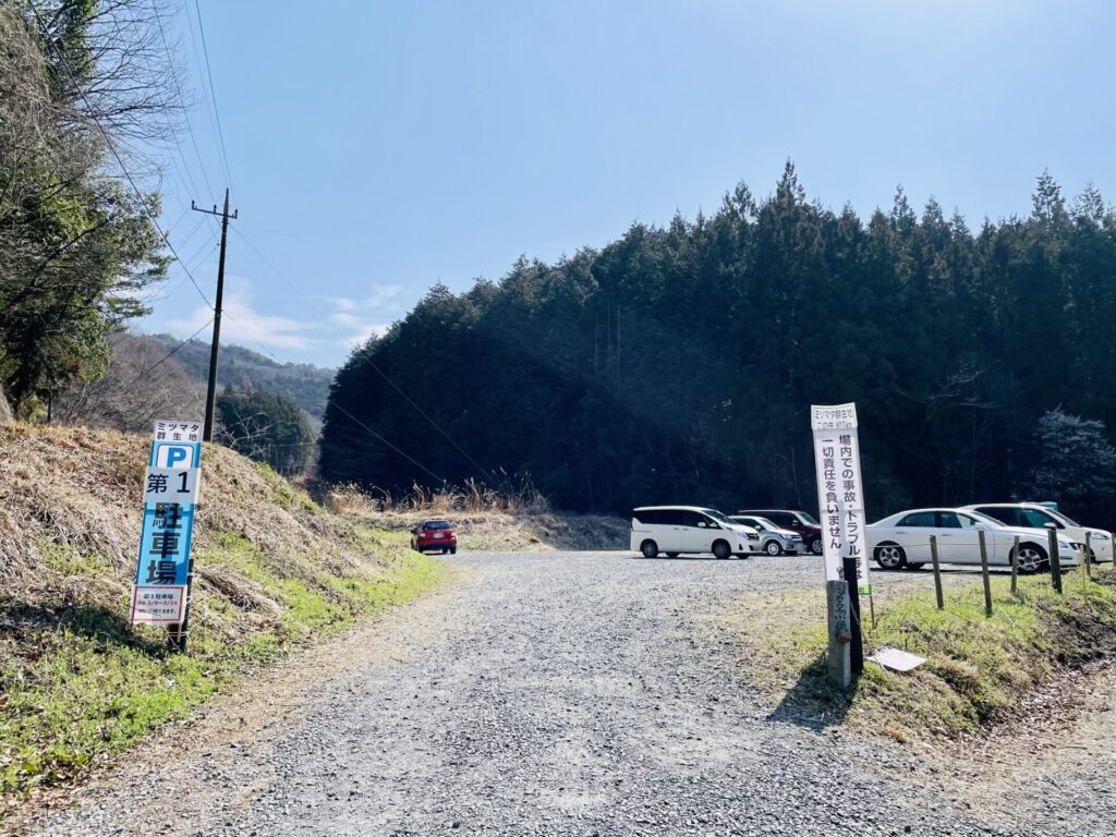 焼森山のミツマタ群生地のアクセスと駐車場について